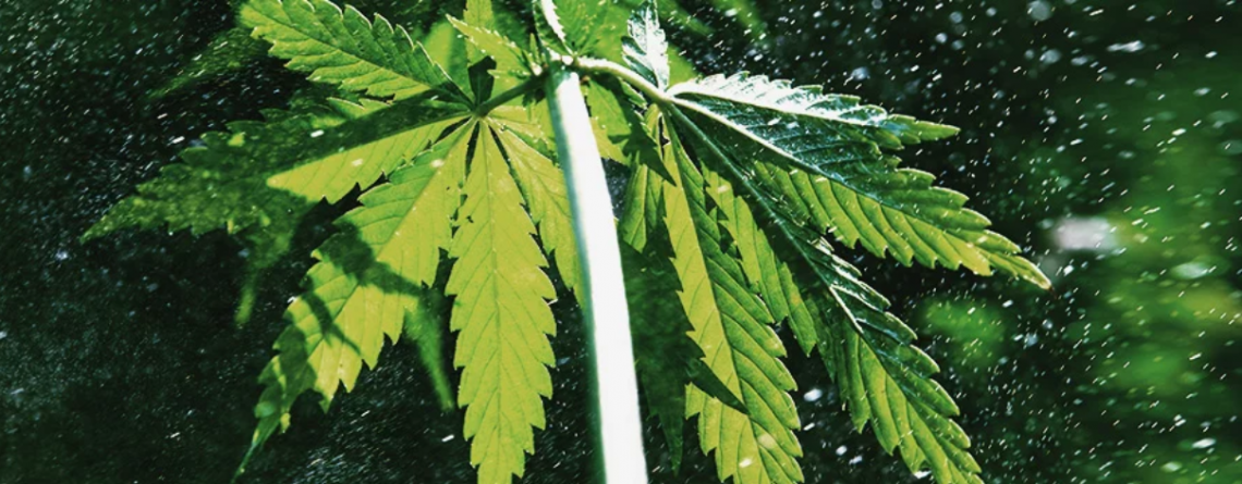 grow cannabis